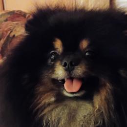 Pomeranians from BEL-FRE POMERANIANS