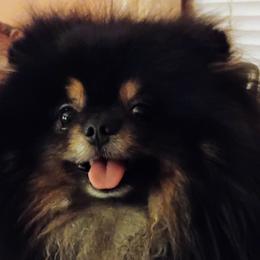 Pomeranians from BEL-FRE POMERANIANS