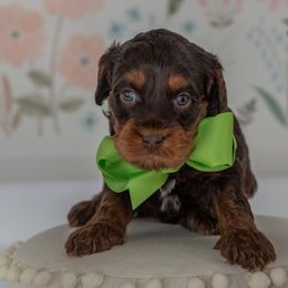 Green Girl - Australian Labradoodle puppy from Rose Cottage Labradoodles