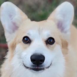 Vida - Pembroke Welsh Corgi