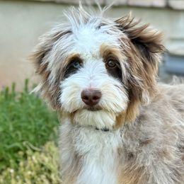 Bernedoodles and Sheepadoodles from EasyBreezyDoodles