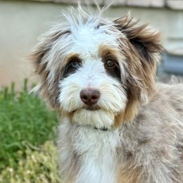Bernedoodles and Sheepadoodles from EasyBreezyDoodles
