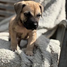 Girl 2 Fawn Blk mask - Fawn female Boerboel puppy in Mansfield, Texas from Dynasty Blue Ridge Boerboel