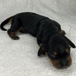 La La - Black and tan female Dachshund puppy in Mocksville, North Carolina from The Dachs of Hazzard Dachshunds