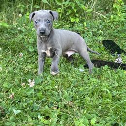 Clover - Blue male Italian Greyhound puppy in Wilkes Barre, Pennsylvania from Laraz Pupz