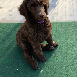 Goldendoodle and Poodle Puppies from Heartland Poodles and Doodles