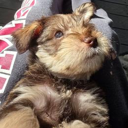 Opal - Liver female Miniature Schnauzer puppy in Fredericksburg, Virginia from Liver Legends