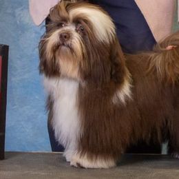 Hayden - Havanese