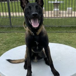 Belgian Malinois from K9 Malinois Hawaii