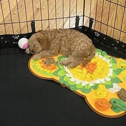 Cavapoo Puppies from Jessie's Puppies