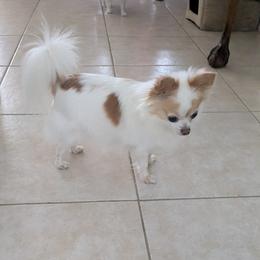 Giget - Chihuahua