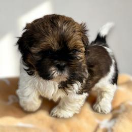 AKC-Rocky - Tricolor male Shih Tzu puppy in Charlotte, North Carolina from Judy's Shih Tzus