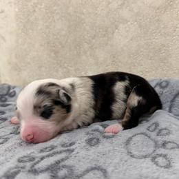 Koda - Blue merle female Miniature American Shepherd puppy in Baker, Florida from East to Western Aussies