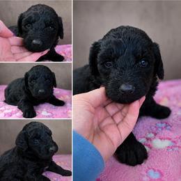 Orchid - Black female Goldendoodle puppy in Delphos, Ohio from Route 66 Poodles & Doodles, Sapphire Shih-tzu's of Ohio