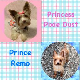 Yorkshire Terrier puppies from Enchanted Yorkies