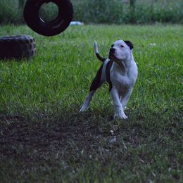 American Bully Puppies from SouthernCharm Kennel (SCP)