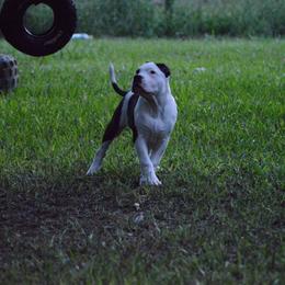 American Bully Puppies from SouthernCharm Kennel (SCP)
