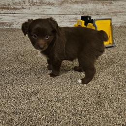 Blitzen - Red tri female Toy Australian Shepherd puppy in Crooksville, Ohio from West View Toy Aussies