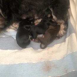 Duke - Black male Havapoo puppy in Hudson, Indiana from A&G Maltipoos