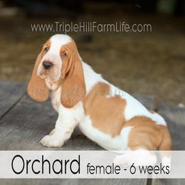 Orchard - Red and white female Basset Hound puppy in Jefferson City, Missouri from Triple Hill Farm