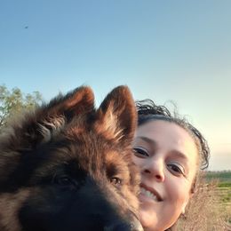 German Shepherd Puppies from Flussufer German Shepherds