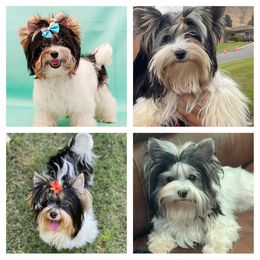 Biewer Terrier and Yorkshire Terrier Puppies from York Town California