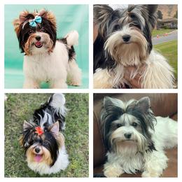 Biewer Terrier and Yorkshire Terrier Puppies from York Town California