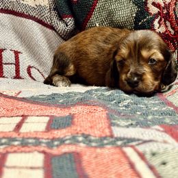 Blitzen - Brindle male Dachshund puppy in New Braunfels, Texas from Wurst Doxies
