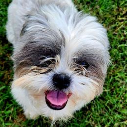 Skye - Shih Tzu