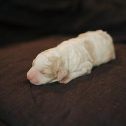 Gator - Parti female Goldendoodle puppy in Inman, South Carolina from Dark Corner Doodles