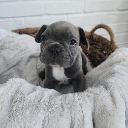 French Bulldog Puppies from Edna's Homegrown Frenchies