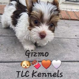 Yorkshire Terrier Puppies from TLC Kennels TenderLittleCuties