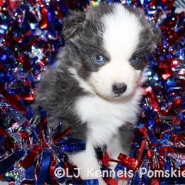 Gelato - Blue female Pomsky puppy in Centerville, Iowa from LJ Kennels Pomskies, LLC