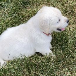 Golden Retriever and Jack Russell Terrier Puppies from Shelby Burleson's Golden Retrievers and Jack Russell Terriers