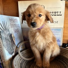Purple - Dark golden female Golden Retriever puppy in Leadore, Idaho from Gunsight Goldens