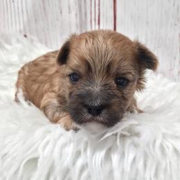 Sunny - Gold male Morkie puppy in Monticello, Iowa from Ashley’s Puppies