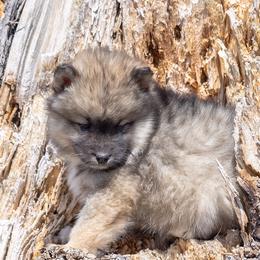 Pomsky Puppies from New World Pomskies