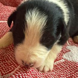 Atlas - Black and white male Border Collie puppy in Mckinney, Texas from Border Collies of Ruidoso