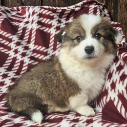 Fiyero - Red male Pembroke Welsh Corgi puppy in Castle Rock, Washington from Heckman Corgis