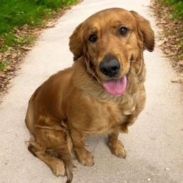 Rumor - Golden Retriever