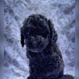 Goldendoodle Puppies from Darling Doodles