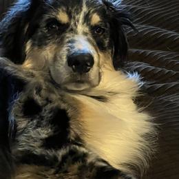Australian Shepherd All Grown Up from K & R Australian Shepherds