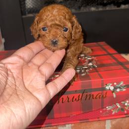 Roxie - Red  female Poodle puppy in Okc, Oklahoma from Designer Poos By Diva