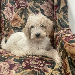 Goldendoodle Puppies from Peachy Pine Goldendoodles