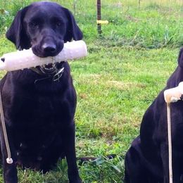 Labrador Retrievers from William Schulz's Labrador Retrievers