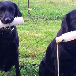 Labrador Retrievers from William Schulz's Labrador Retrievers