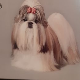 Shih Tzu All Grown Up from Journie Shih Tzu