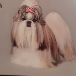 Shih Tzu All Grown Up from Journie Shih Tzu