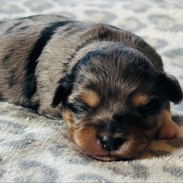 Shichon puppies from Great Lakes Teddy Bear Dogs