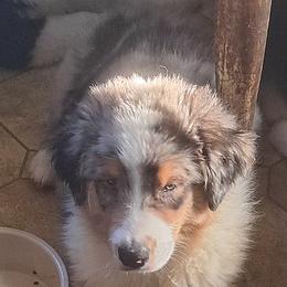 HADLEY - Blue merle male Australian Shepherd puppy in Elk Creek, Missouri from Hearts on Fire Australian Shepherds